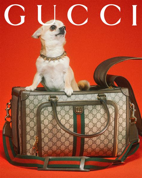 roze gucci pet|gucci pet collection.